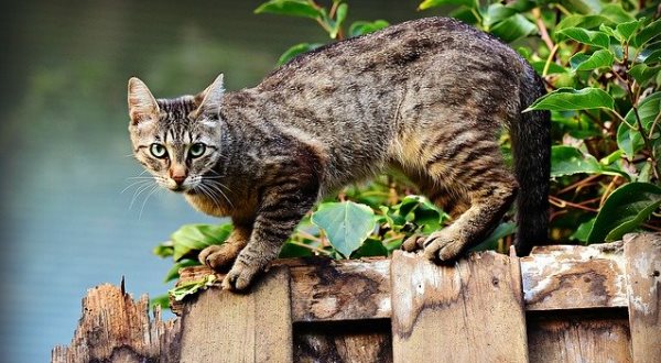 Кошка чует когда очищать