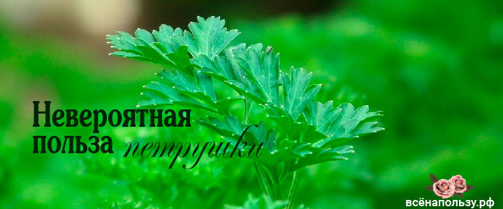 Невероятная польза петрушки петрушка польза