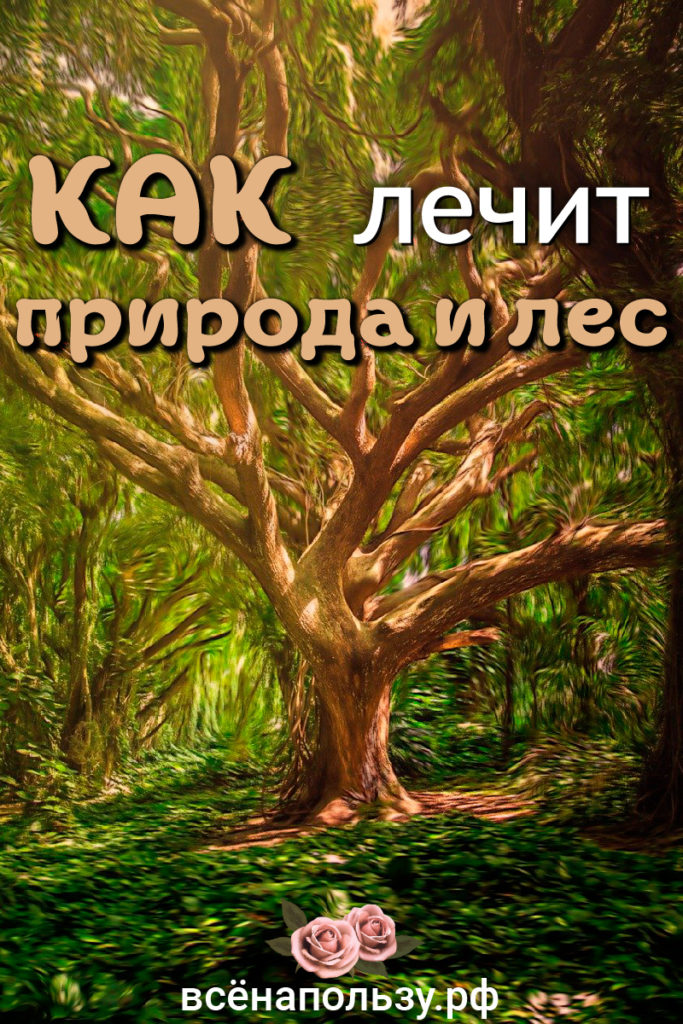 природа лес лечит