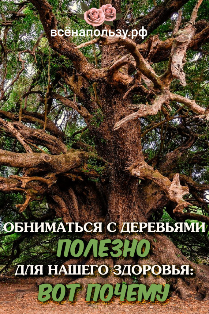 Обнимать деревья